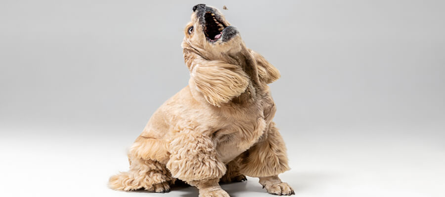 Why Is My Dog Growling? Understanding What It Means